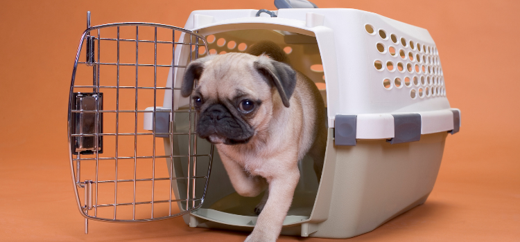 How to Build Dog Crate Furniture