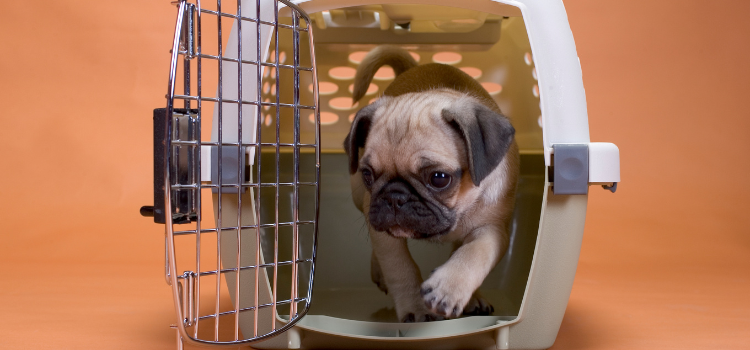 How to Build Dog Crate Furniture